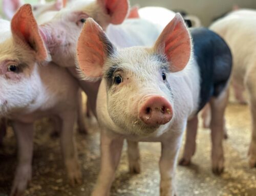 Sveriges Grisföretagares påverkansarbete för en säkrad grisproduktion