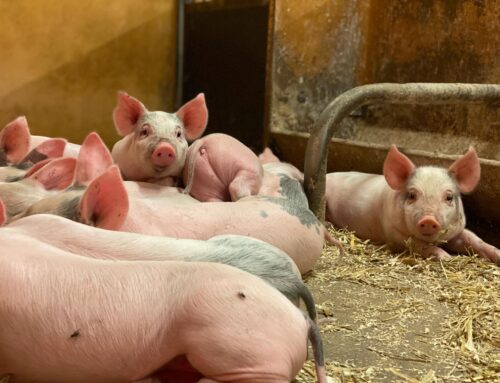 Afrikansk svinpest ett växande hot mot grisnäringen