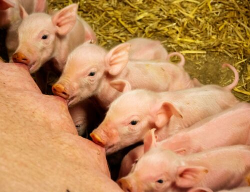 Delta i SLU:s undersökning om framtidens grisproduktion